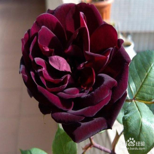 路易十四玫瑰的养殖方法和注意事项