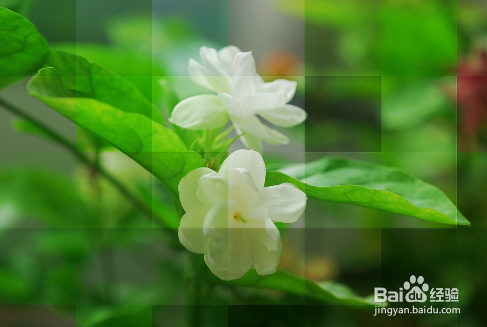 用PS快速制作带格子的背景图片