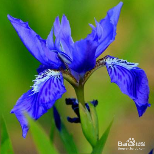 养鸢尾花需要注意哪些?