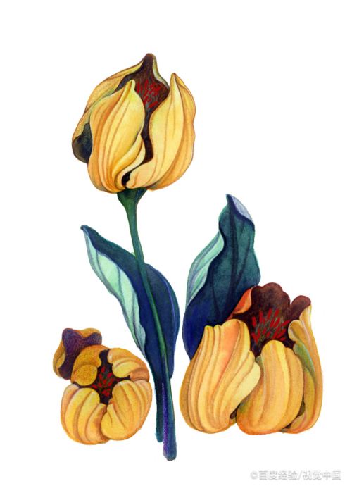 结香花怎么扦插