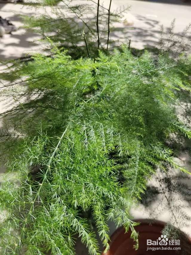 文竹黄叶干枯，一把剪秃了，很快变得绿油油