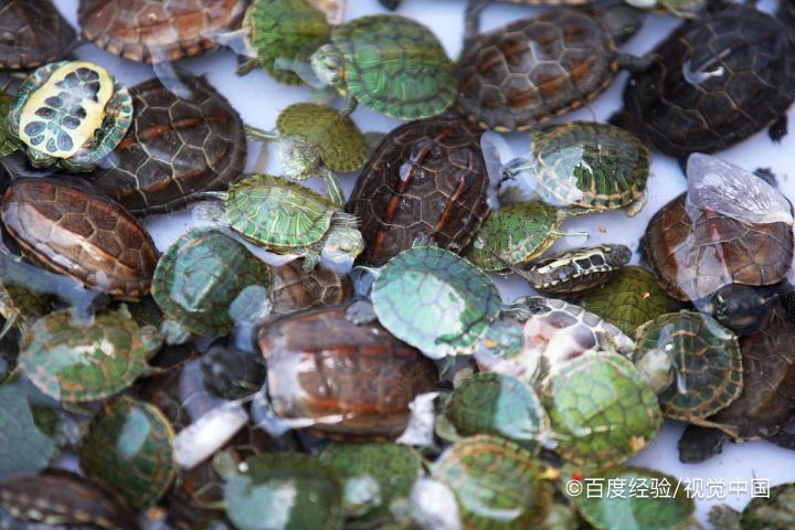 幼小的巴西龟怎喂食