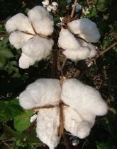 干货，教你根据材质选择针织衫！