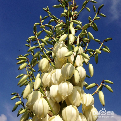 凤尾兰炭疽病该怎么办?