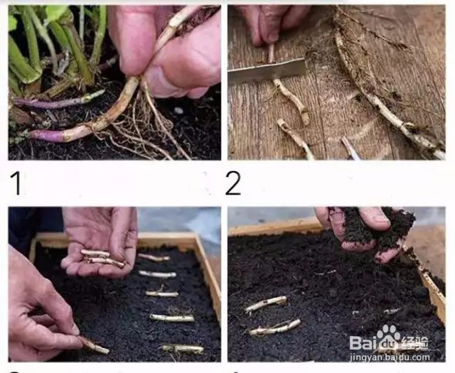 阳台种菜教授：如何让一盆薄荷长成许多盆？