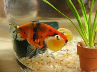 水泡眼如何饲养?