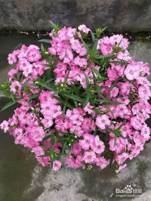 不管有钱没钱，客厅要放3种花，杀病菌促健康