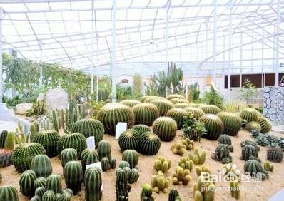 适合在屋内放置的十种植物