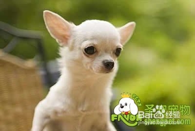 狗狗的头颅结构会影响进食