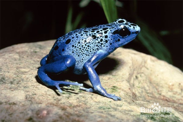 怎么放生 放生有哪些注意事项