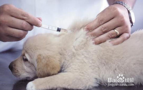 狗狗打疫苗时需要注意什么