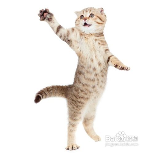 猫咪毛发打结的处理方法