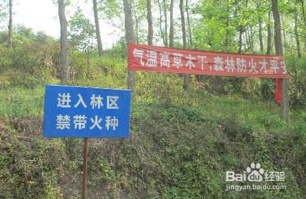 怎样才能抓好搞好护林防火