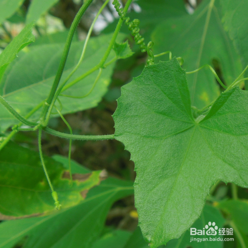 水半夏该怎么养殖?