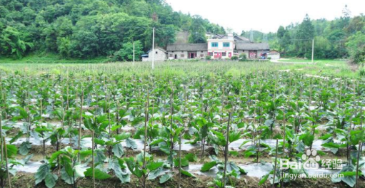 茄子种植时间和方法