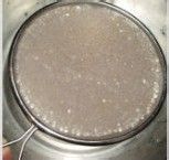 椰浆西米水果捞