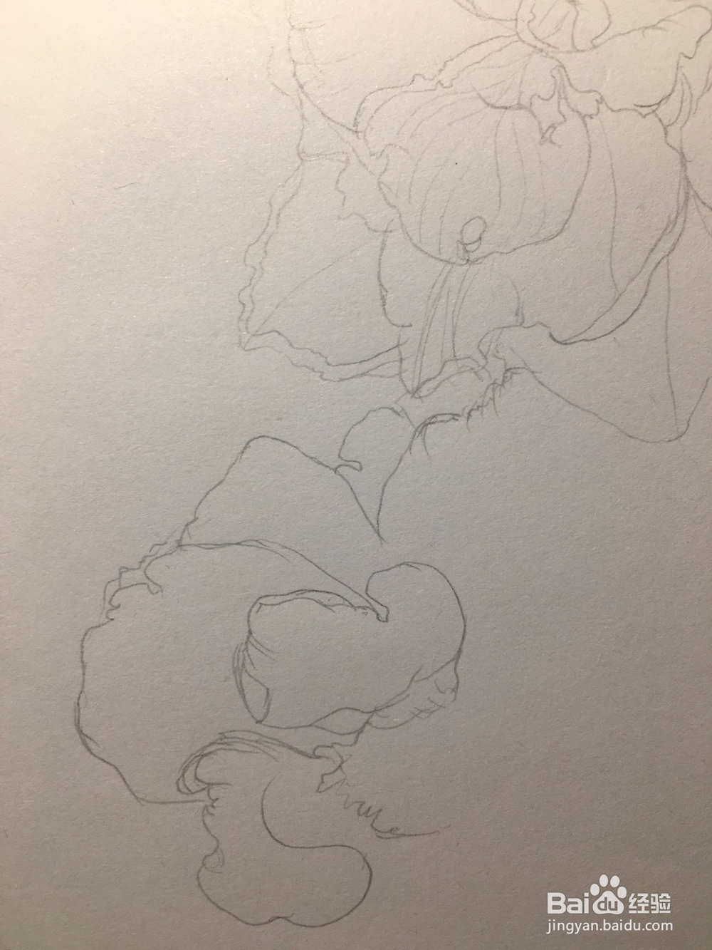 月季花的画法 月季简笔画 三朵月季的线描画教程