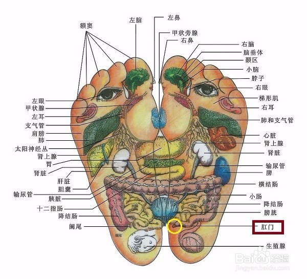 通过按摩调理便秘