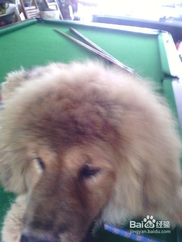 藏獒狗狗翻越高墙的详细训练法是什么