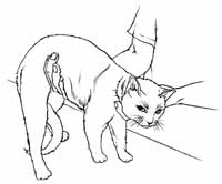 怎样治疗被冻伤的猫