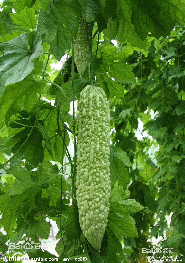 常见病便秘：[5]饮食疗法