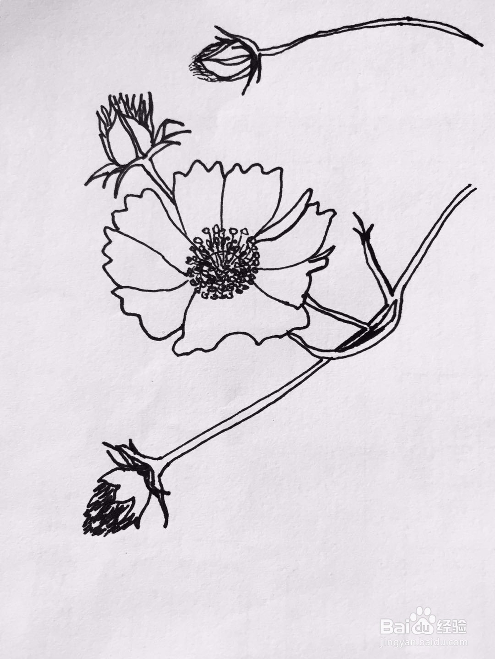 茉莉手绘之那些花儿