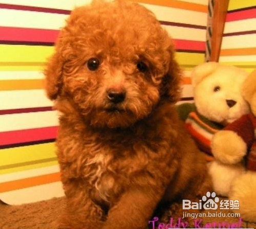 泰迪感冒症状与治疗