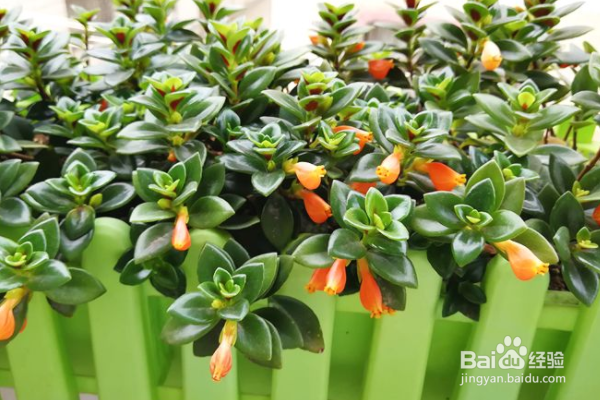 金鱼吊兰如何养护