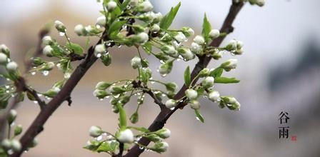 谷雨饮食保健建议