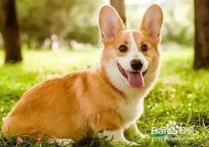养柯基犬注意事项