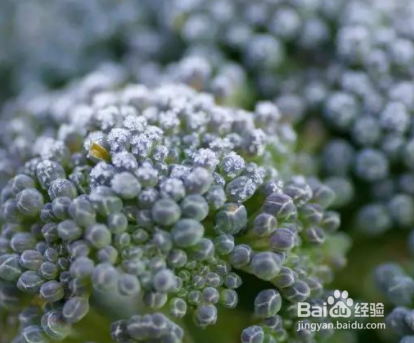 冬天必吃的6种蔬菜