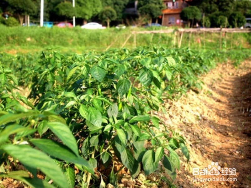 长沙市近郊农家乐