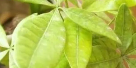 进入冬天发财树叶子发黄怎么补救