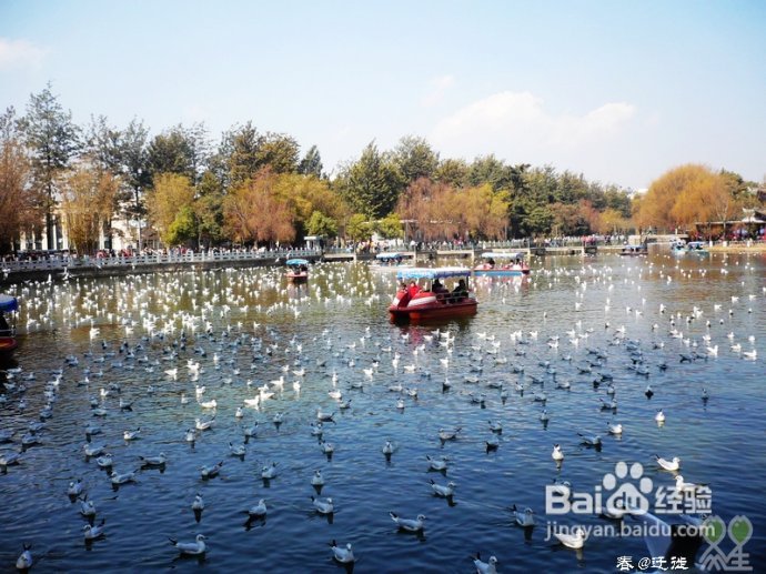 【春的迁徙】冬日，昆明观鸥攻略