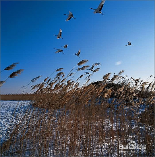 芦苇种植的技术