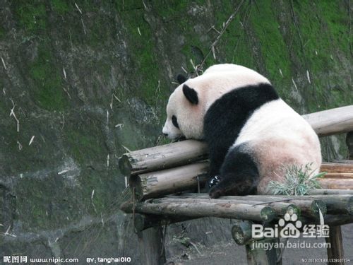 雅安地震之雅安回忆