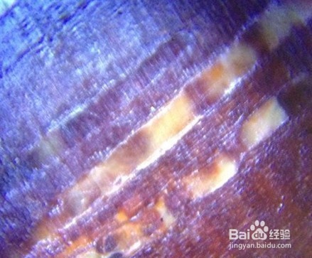 识别小叶紫檀真假金星的方法