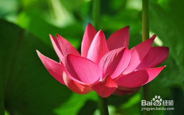 怎么形容荷花开放的样子