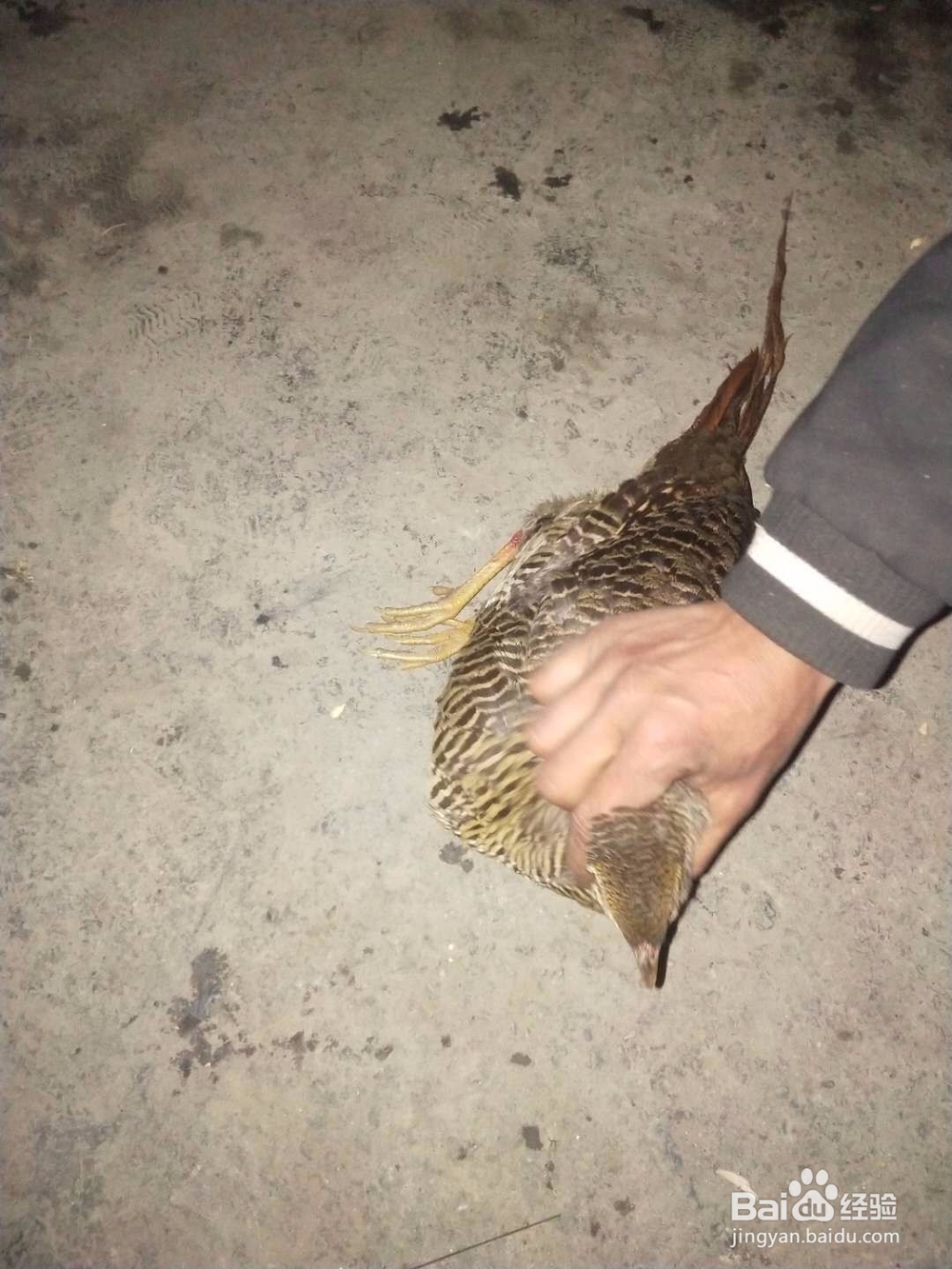 留住2017年过春节美丽时光与倩影的方法