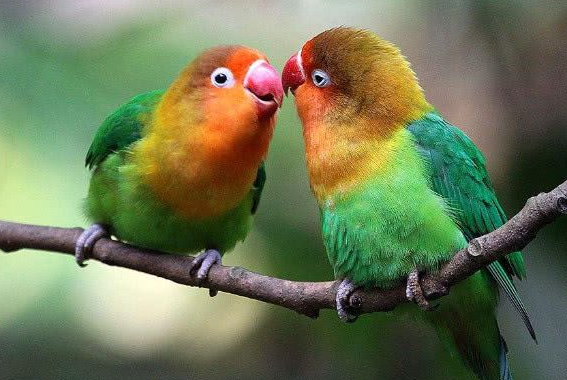 鹦鹉的智商有多高