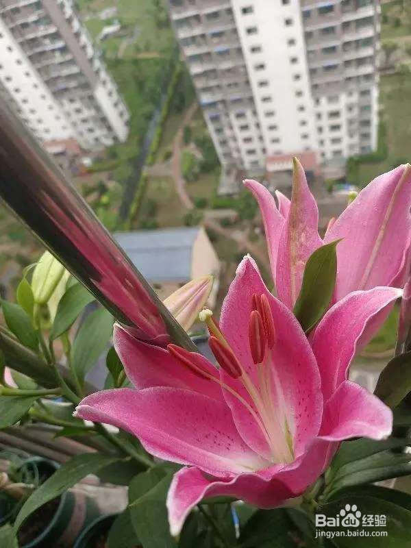 卧室禁养的4种花,养一盆就头晕,赶紧搬走