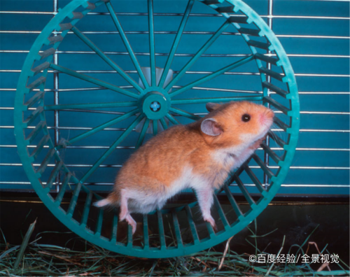 仓鼠不会玩跑轮怎么办