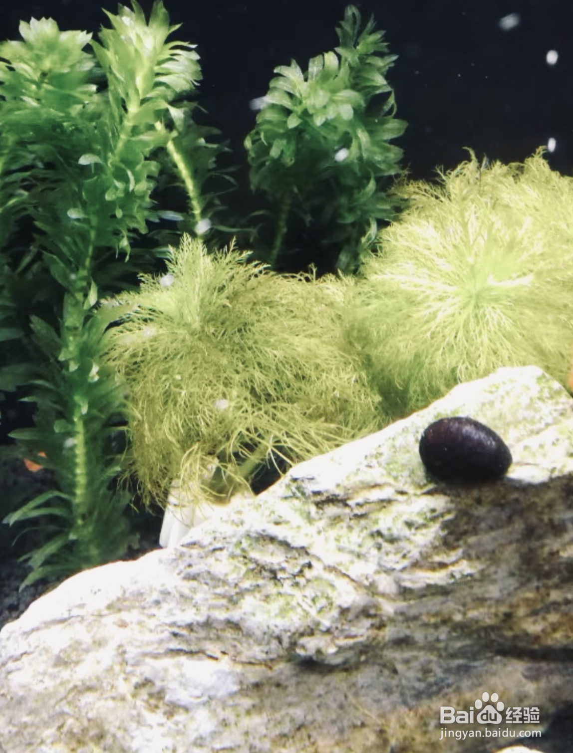 如何有效处理鱼缸爆藻