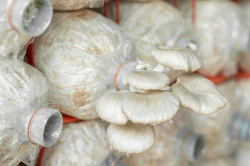 利用自然条件,种植食用菌的最好季节是什么