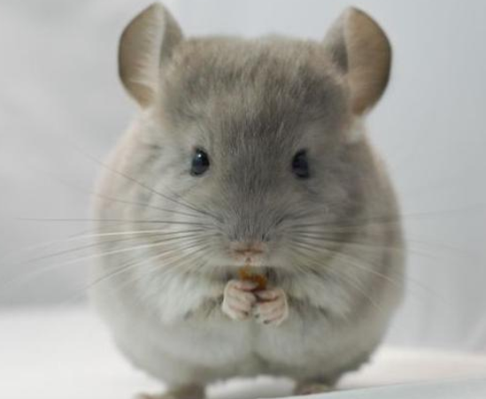 龙猫可以吃核桃吗