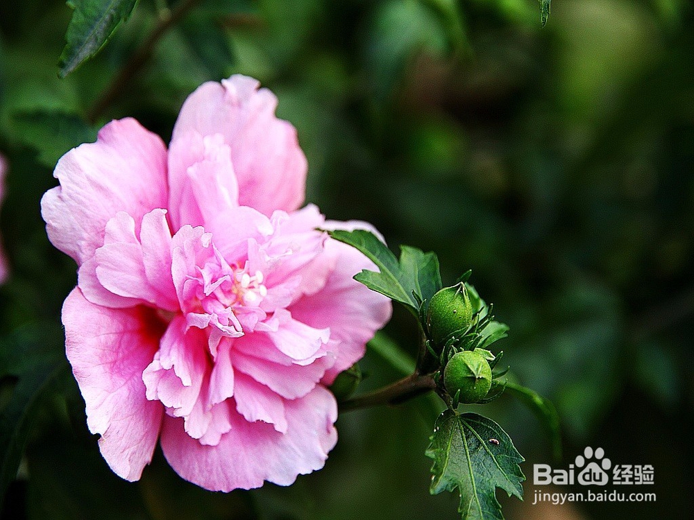 好看又好养的植物