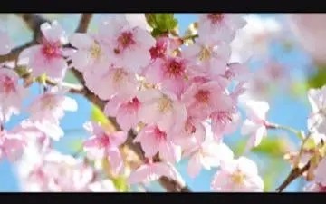樱花十二外文怎么写