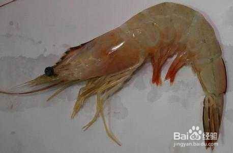 <b>日本囊对虾的具体识别方法</b>