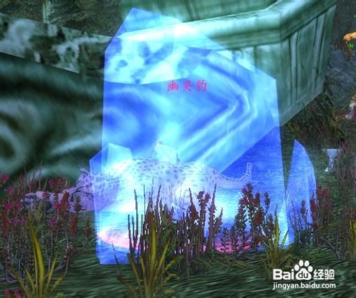 黑海岸的幽灵豹在哪里