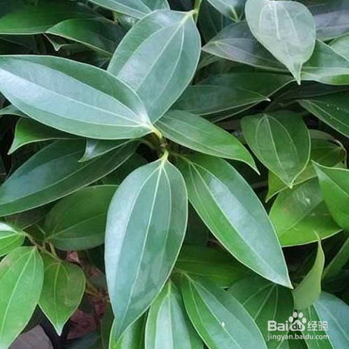 平安树叶子发黄怎么处理怎么补救